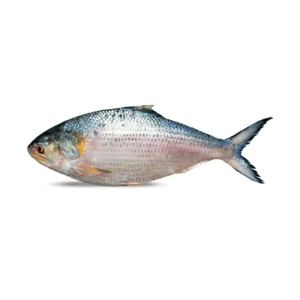 পদ্মার ইলিশ - প্রতি পিস ১ কেজি